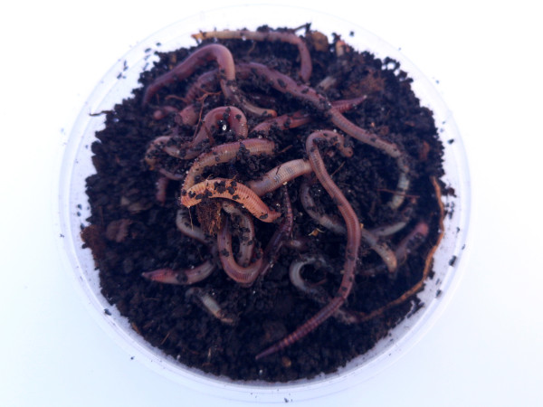 CZERWONY ROBAK Nr 2 ROSSO luzem 0.5 KG