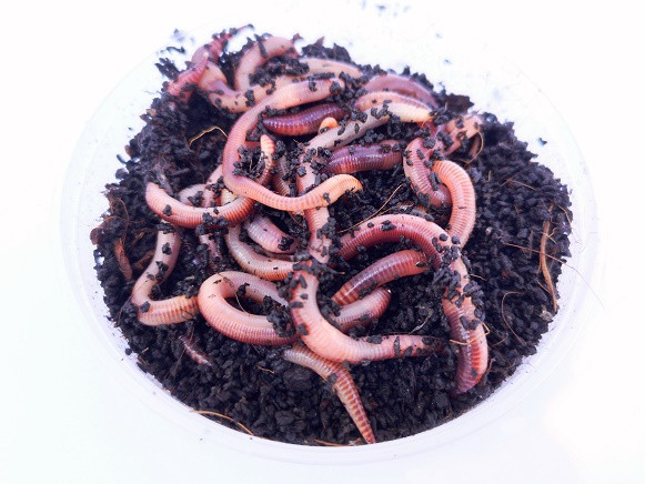 DENDROBENA Nr 3 PICCOLO luzem 0.5 KG