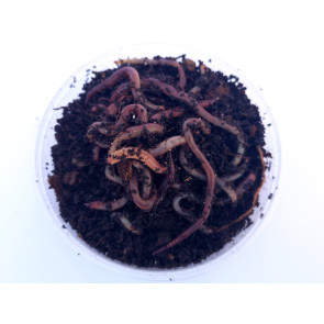 CZERWONY ROBAK Nr 2 ROSSO luzem 0.5 KG