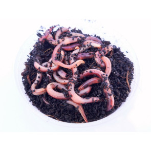 DENDROBENA Nr 3 PICCOLO luzem 0.5 KG