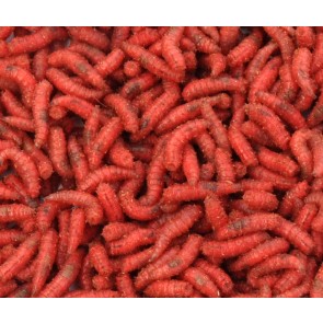 Red Maggots - 1 Litre