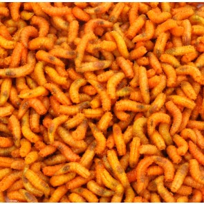 Orange Maggots - 1 Litre