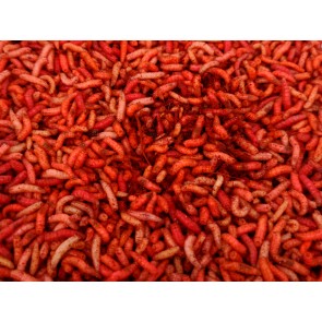 Red English Maggots - 1 Litre