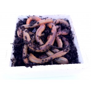 Lobworms (Canadian Nightcrawlers) - Styrofoam Box of 10